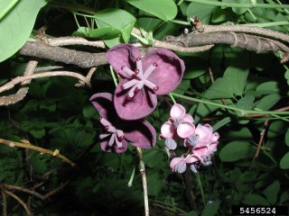 Akebia quinata
