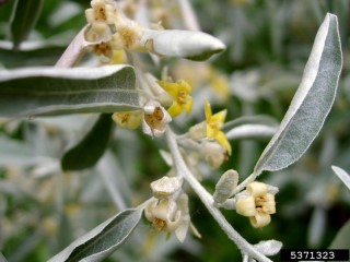 Elaeagnus angustifolia