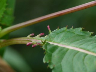 Impatiens glandulifera