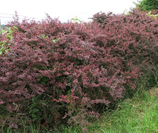 Berberis thunbergii