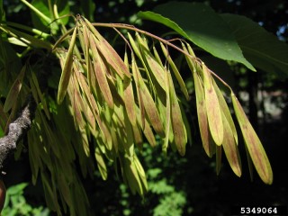 Fraxinus americana