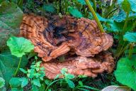 Meripilus giganteus