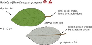 Podatki o sliki, izvirna velikost.