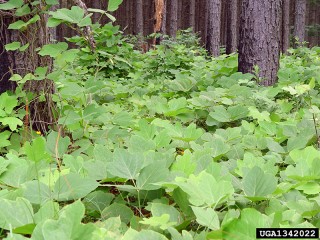 Pueraria montana var. lobata