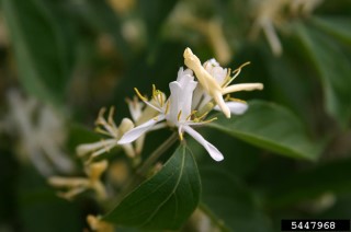 Lonicera maackii