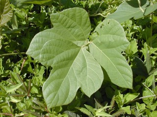 Pueraria montana var. lobata