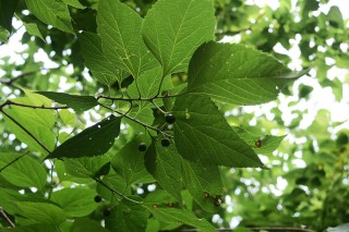 Celtis occidentalis