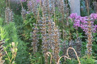 Lupinus polyphyllus