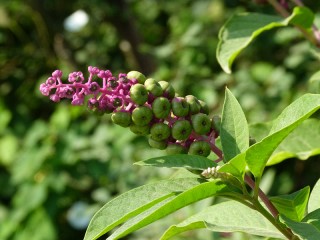 Phytolacca americana