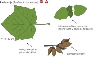 Paulownia tomentosa