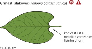 Podatki o sliki, izvirna velikost.