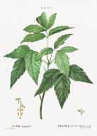 Acer negundo
