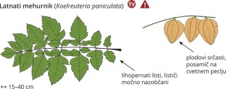 Koelreuteria paniculata