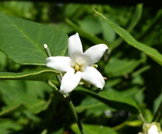 Araujia sericifera
