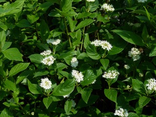 Cornus sericea