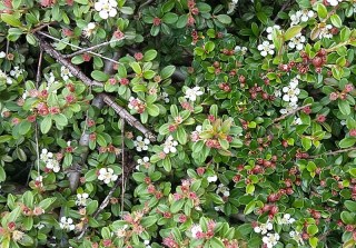 Cotoneaster horizontalis