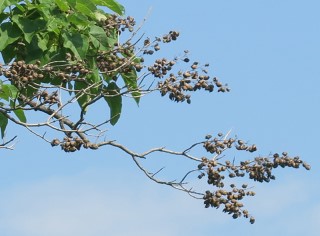 Paulownia tomentosa