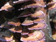 Pallidohirschioporus biformis