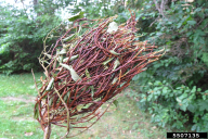 Calyptospora goeppertiana