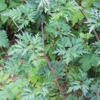 Rubus laciniatus