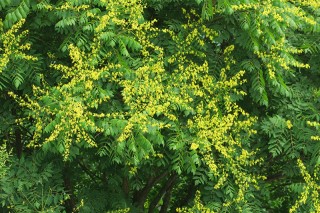 Koelreuteria paniculata
