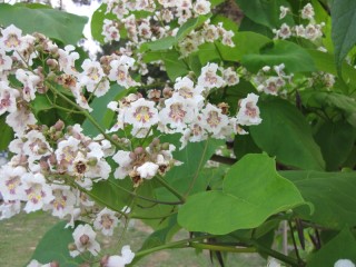 Catalpa bignonioides