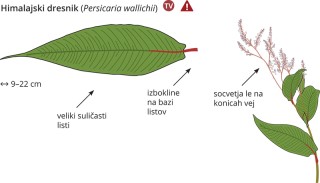 Koenigia polystachya