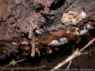 Heterobasidion irregulare
