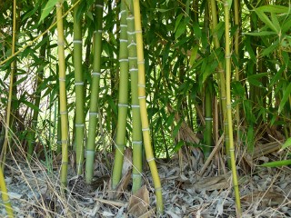 Phyllostachys