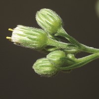 Conyza sumatrensis
