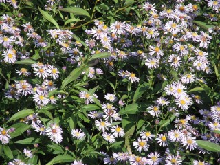 Symphyotrichum