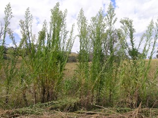 Conyza sumatrensis