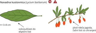 Lycium barbarum