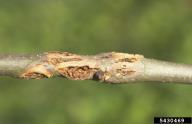 Pseudomonas syringae subsp. savastanoi