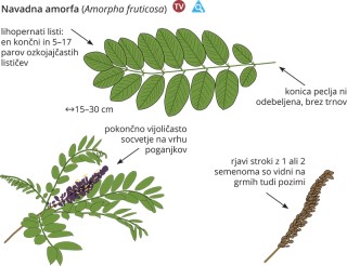 Amorpha fruticosa