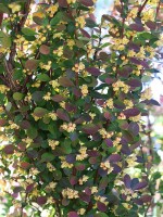 Berberis thunbergii
