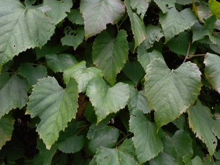 Vitis vulpina