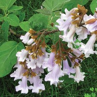 Paulownia tomentosa