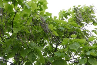 Catalpa bignonioides