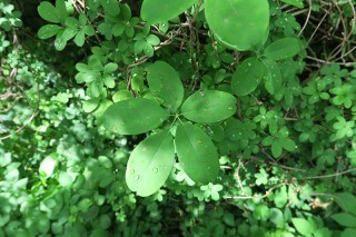 Akebia quinata